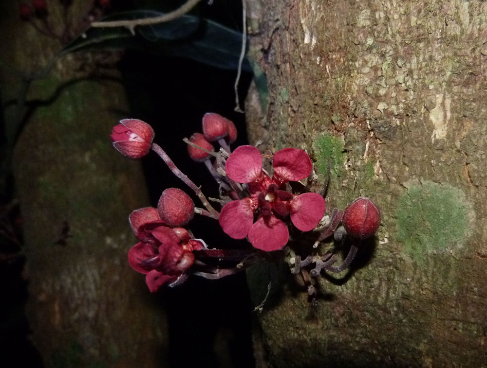 Byttneriaceae Theobroma speciosum