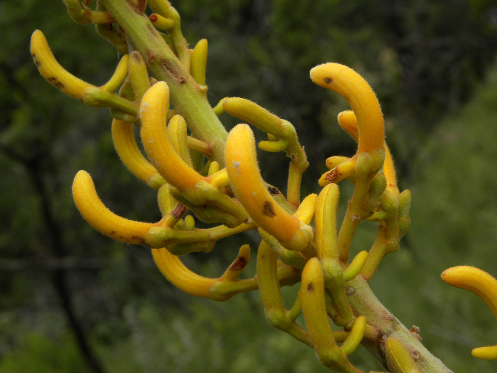 Vochysiaceae Vochysia cinnamomea