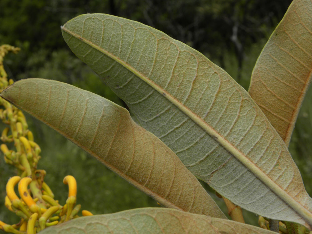 Vochysiaceae Vochysia cinnamomea