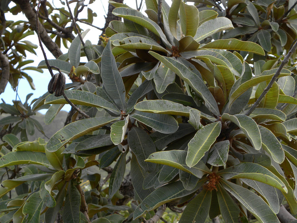 Vochysiaceae Vochysia cinnamomea