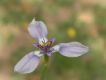 image of Herbertia lahue