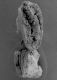 image of Moringa oleifera