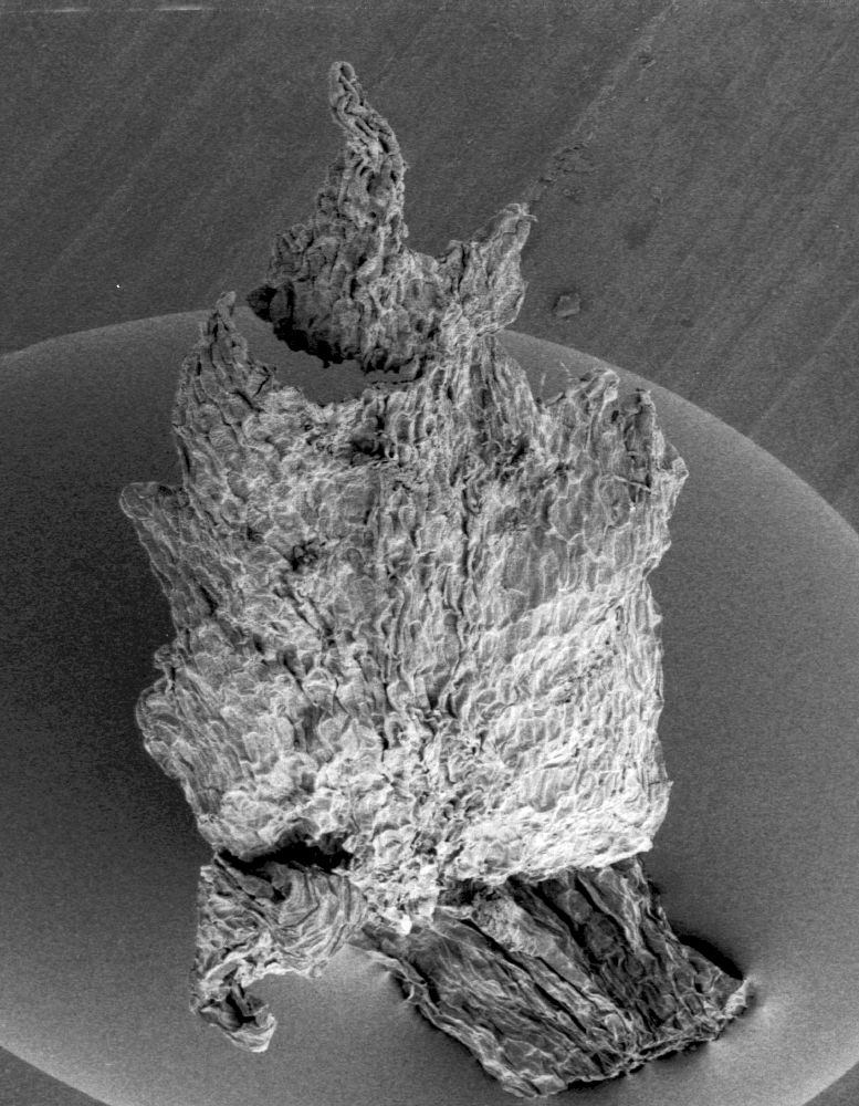 Corynocarpaceae Corynocarpus laevigatus