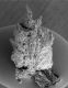 image of Corynocarpus laevigatus