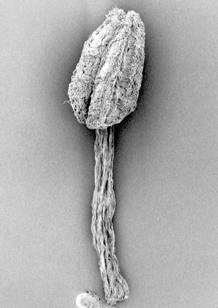 Corynocarpaceae Corynocarpus laevigatus
