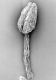 image of Corynocarpus laevigatus