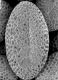 image of Brassica campestris