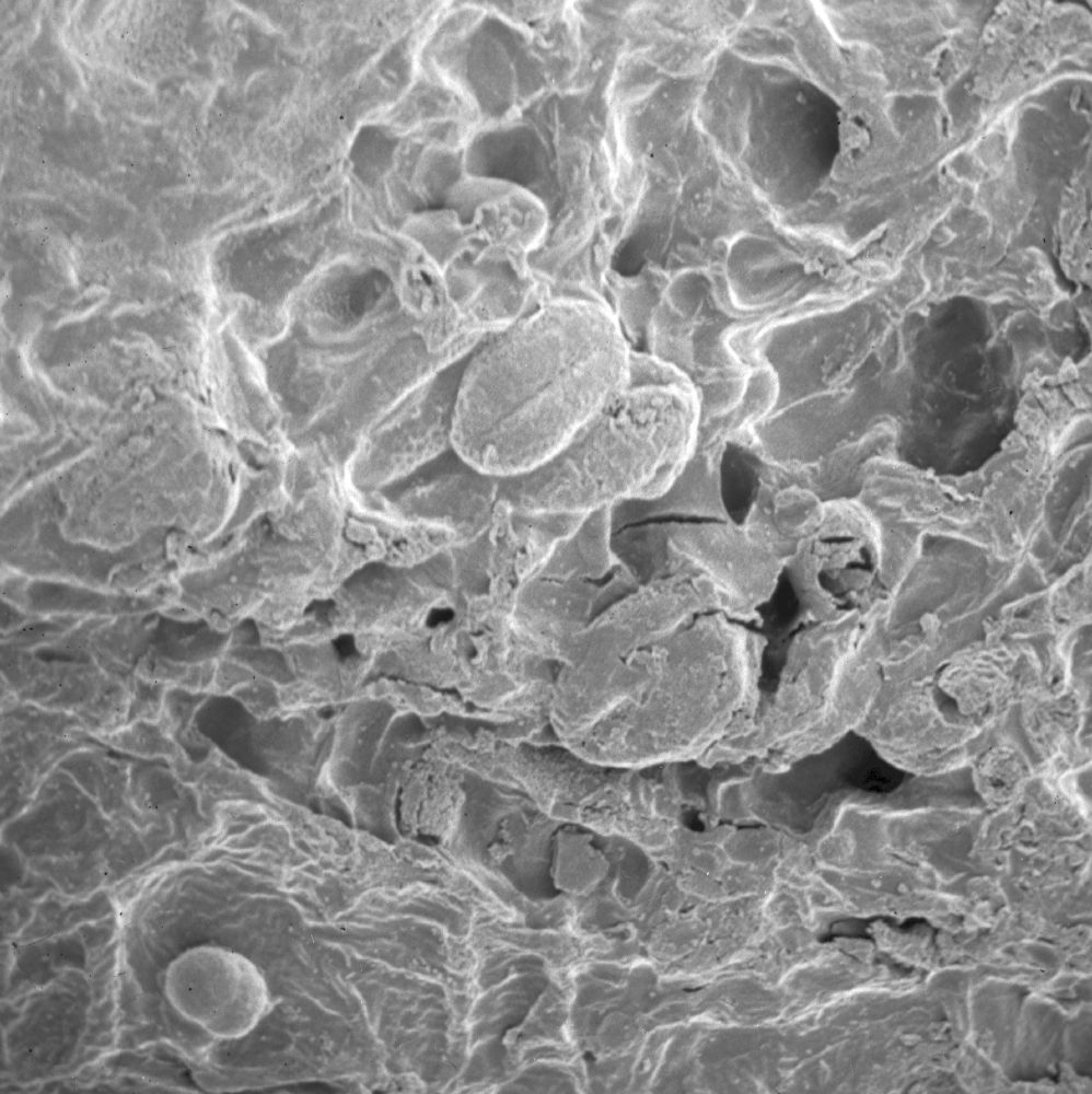 Clusiaceae Paleoclusia chevalieri