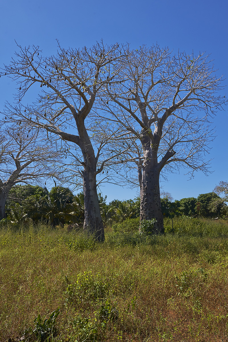 Bombacaceae Adansonia digitata