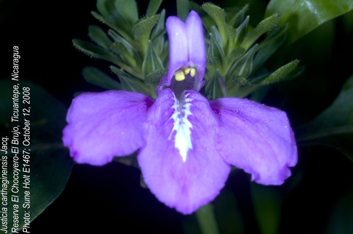 Acanthaceae Justicia carthaginensis