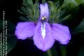 image of Justicia carthaginensis