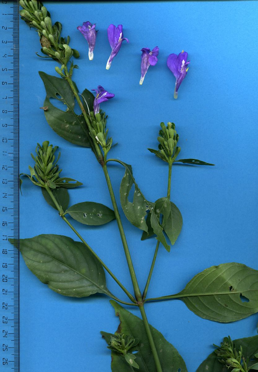 Acanthaceae Justicia carthaginensis