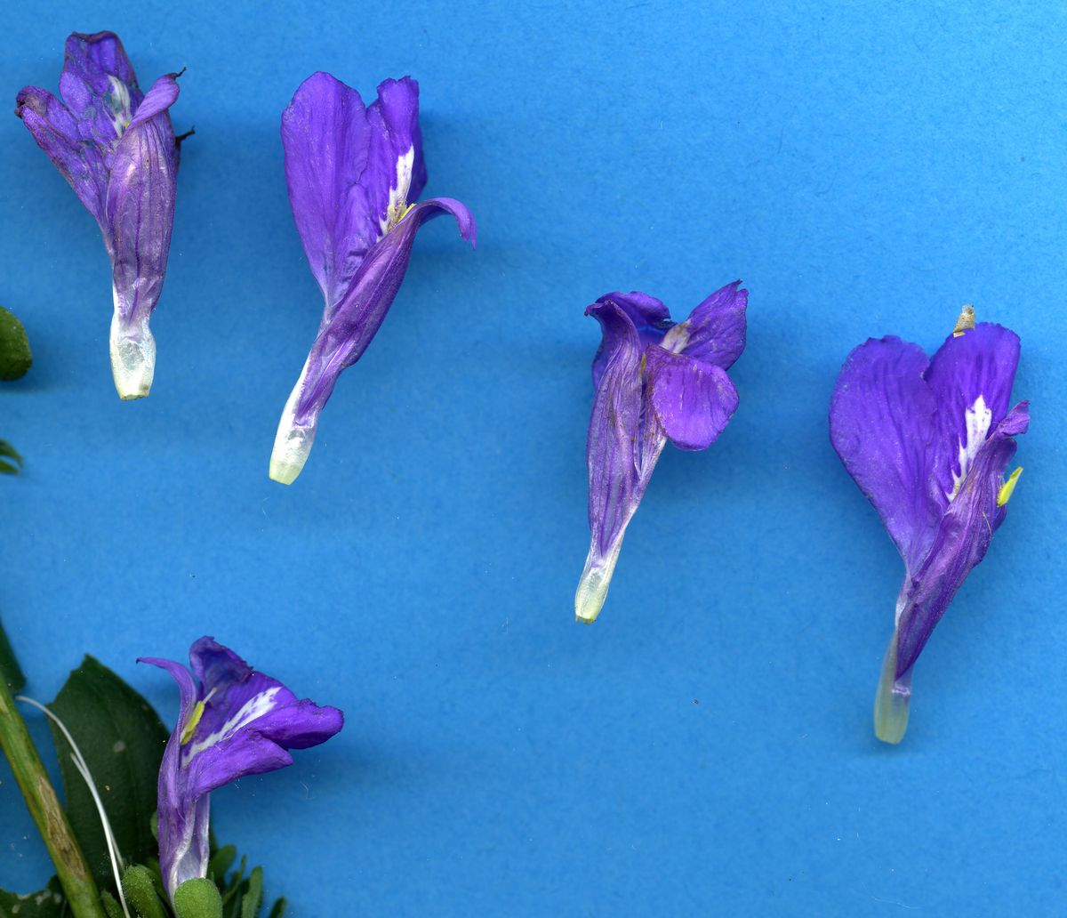 Acanthaceae Justicia carthaginensis