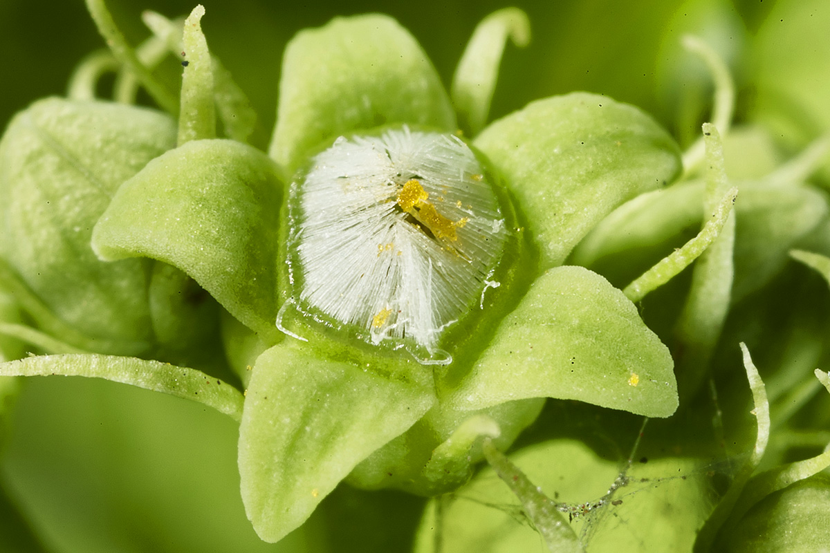 Loganiaceae Strychnos spinosa