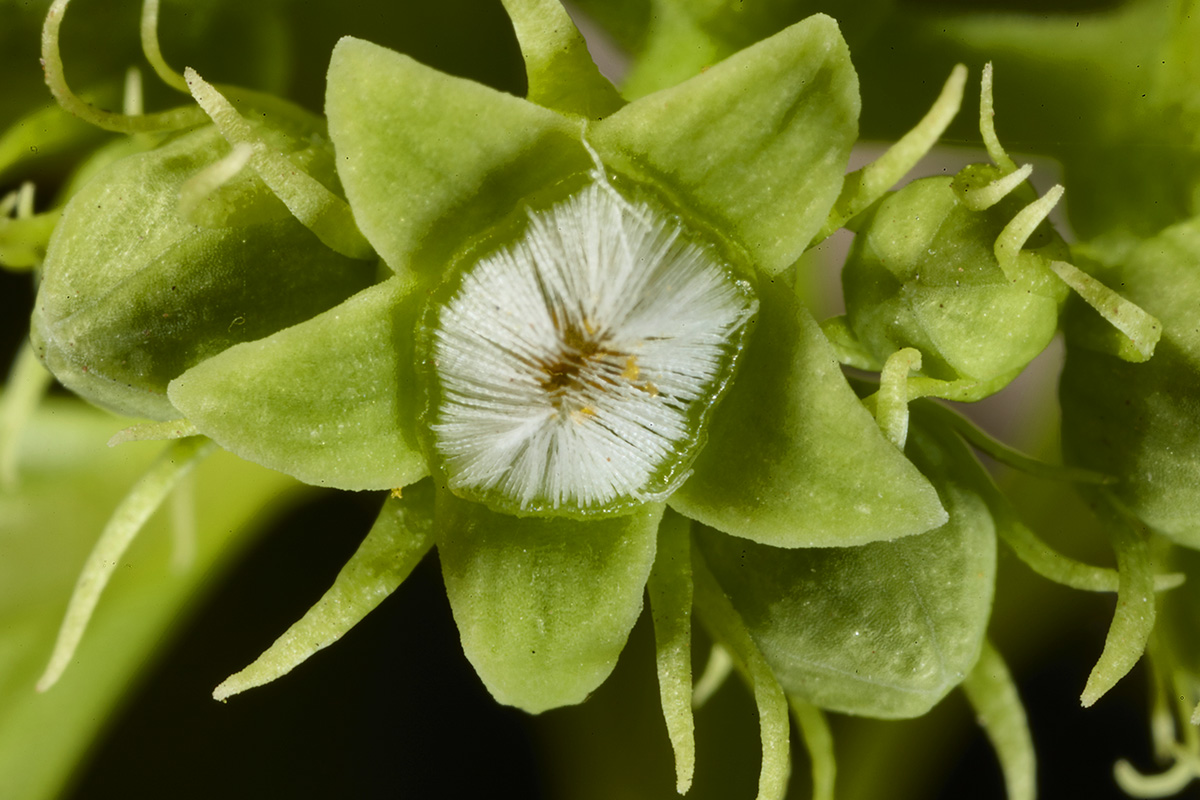Loganiaceae Strychnos spinosa