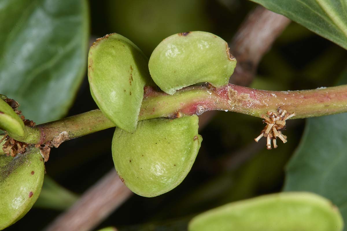 Celastraceae Maytenus albata