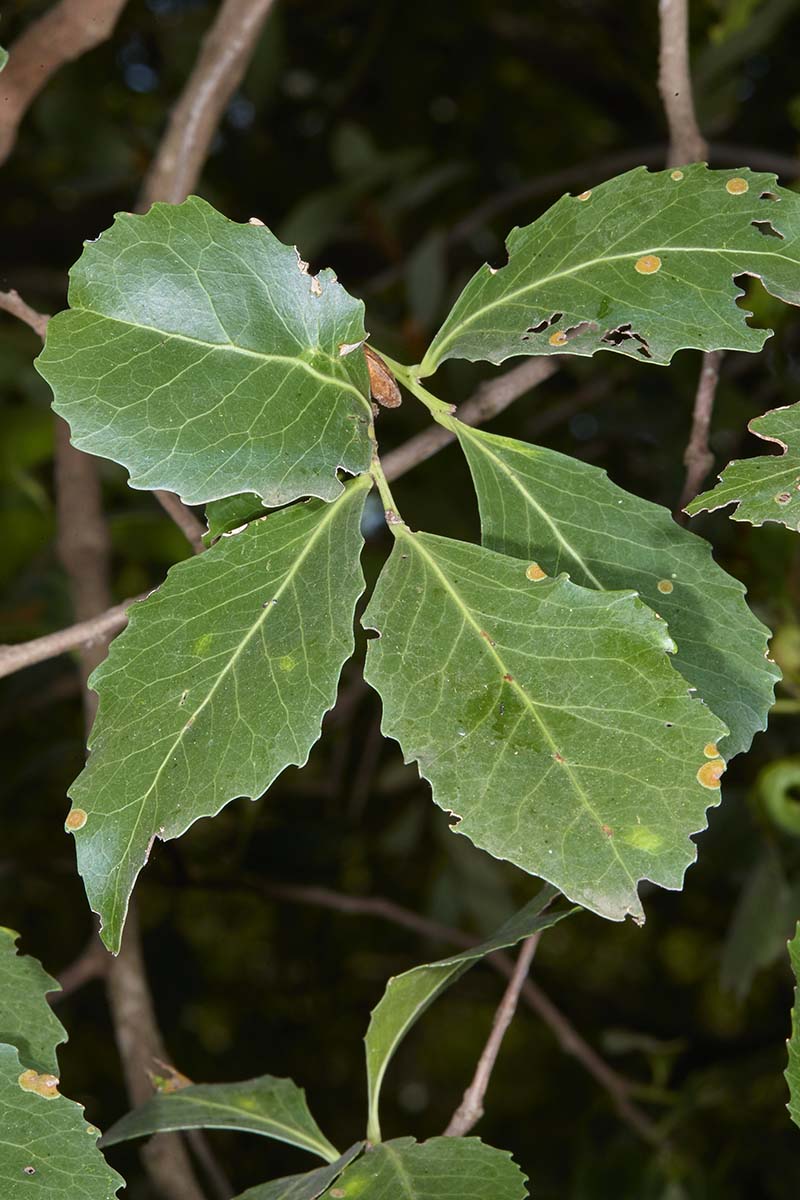 Celastraceae Maytenus albata