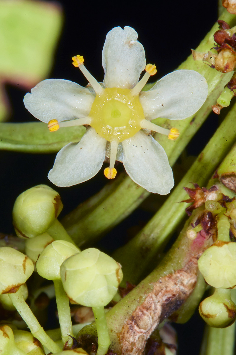 Celastraceae Maytenus albata