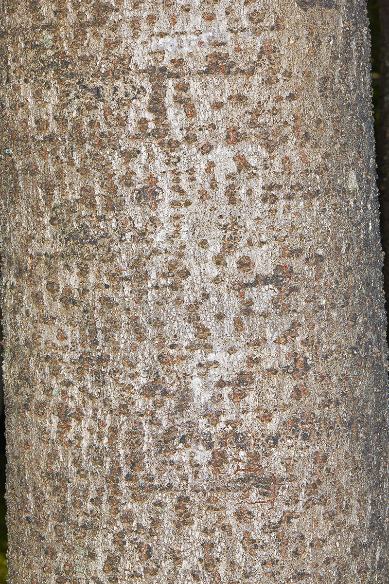 Celastraceae Maytenus albata
