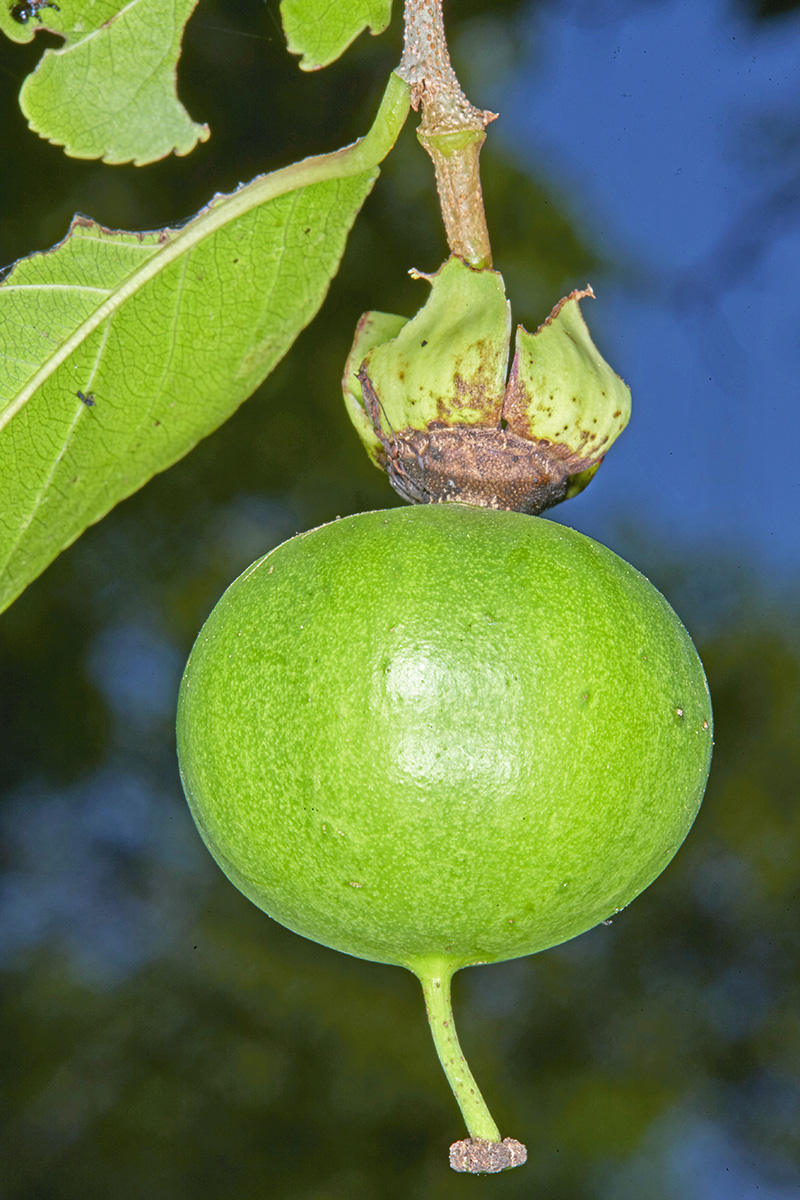 Salicaceae Oncoba spinosa