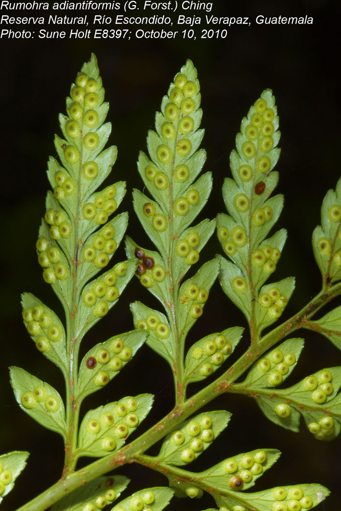 Dryopteridaceae Rumohra adiantiformis