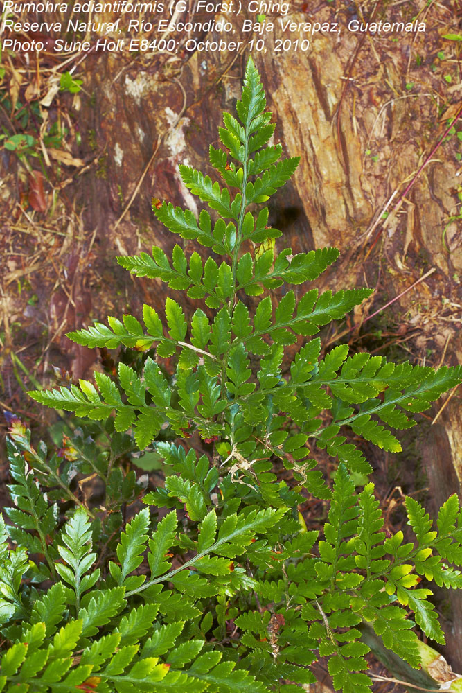 Dryopteridaceae Rumohra adiantiformis
