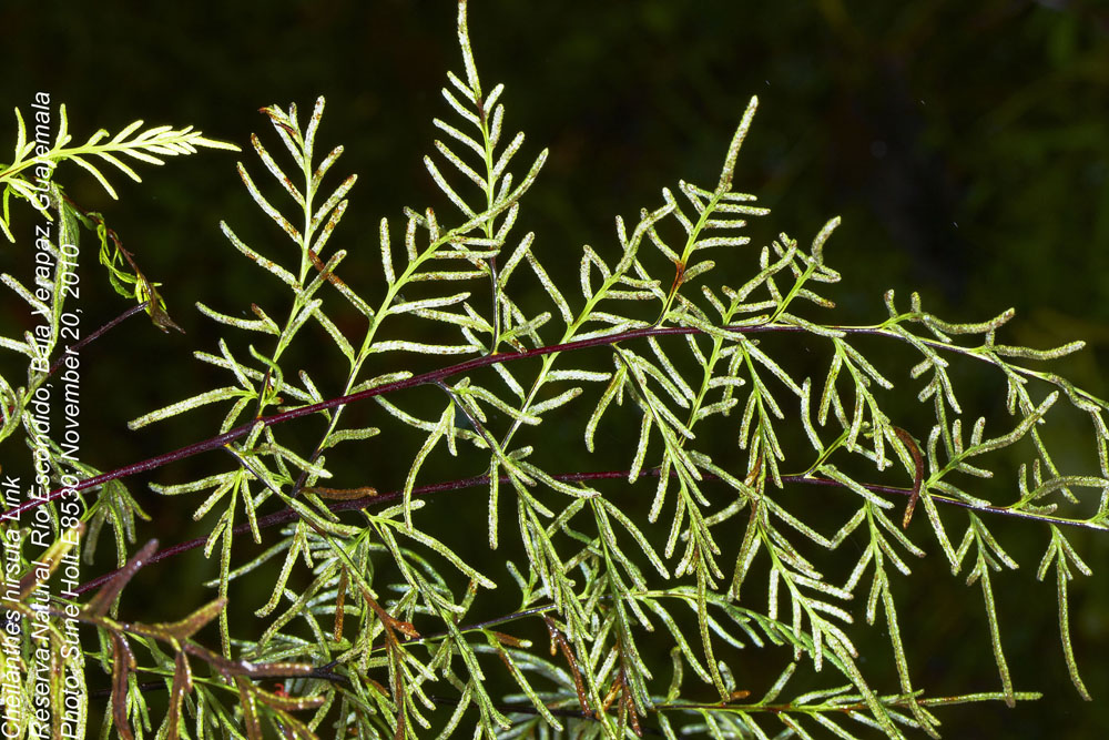 Pteridaceae Gaga hirsuta
