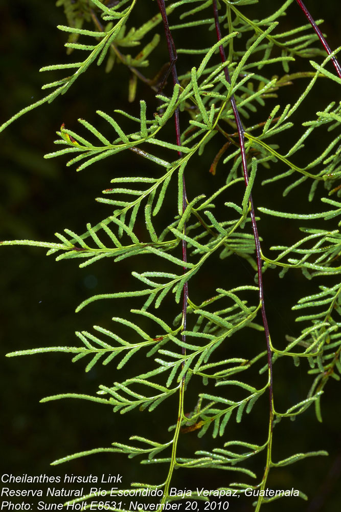 Pteridaceae Gaga hirsuta