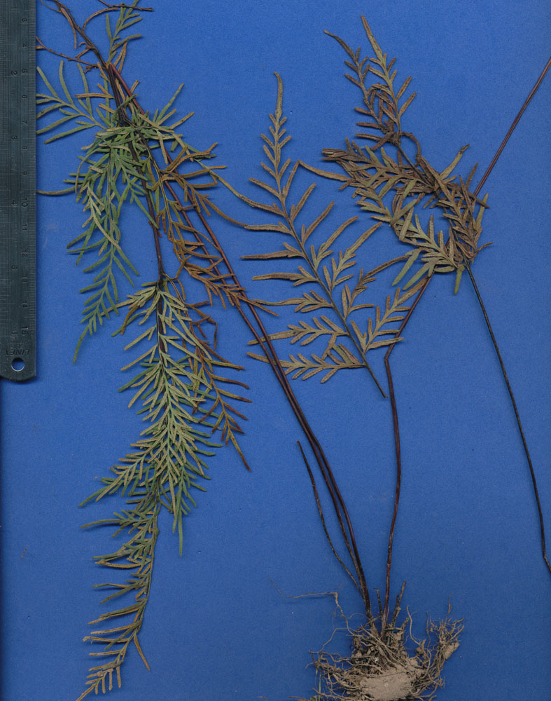 Pteridaceae Gaga hirsuta