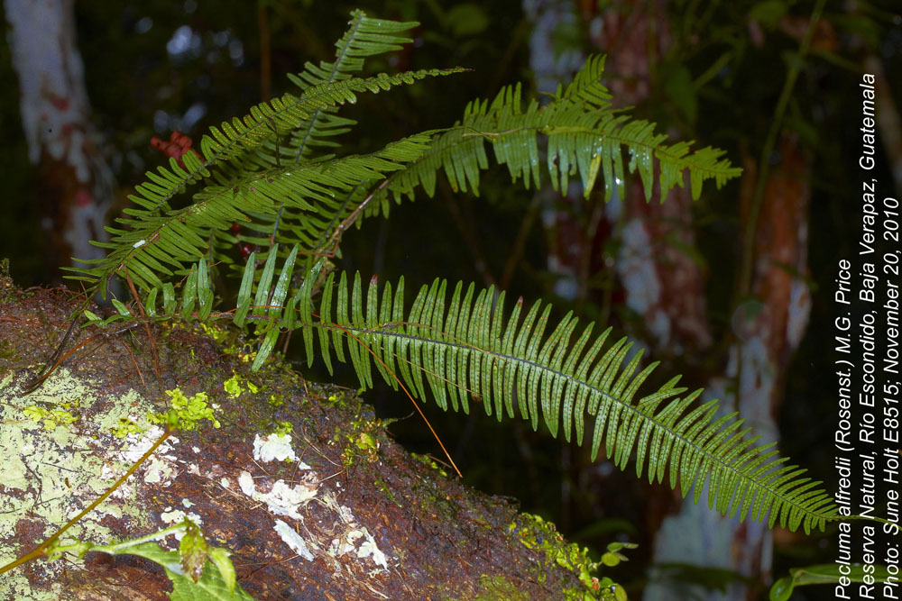 Polypodiaceae Pecluma alfredii