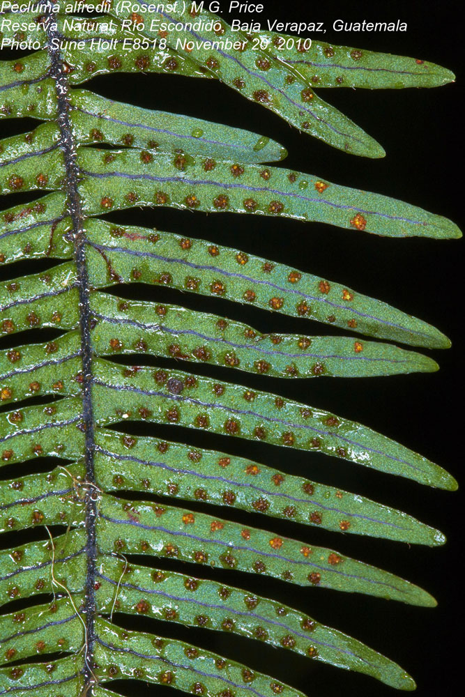 Polypodiaceae Pecluma alfredii