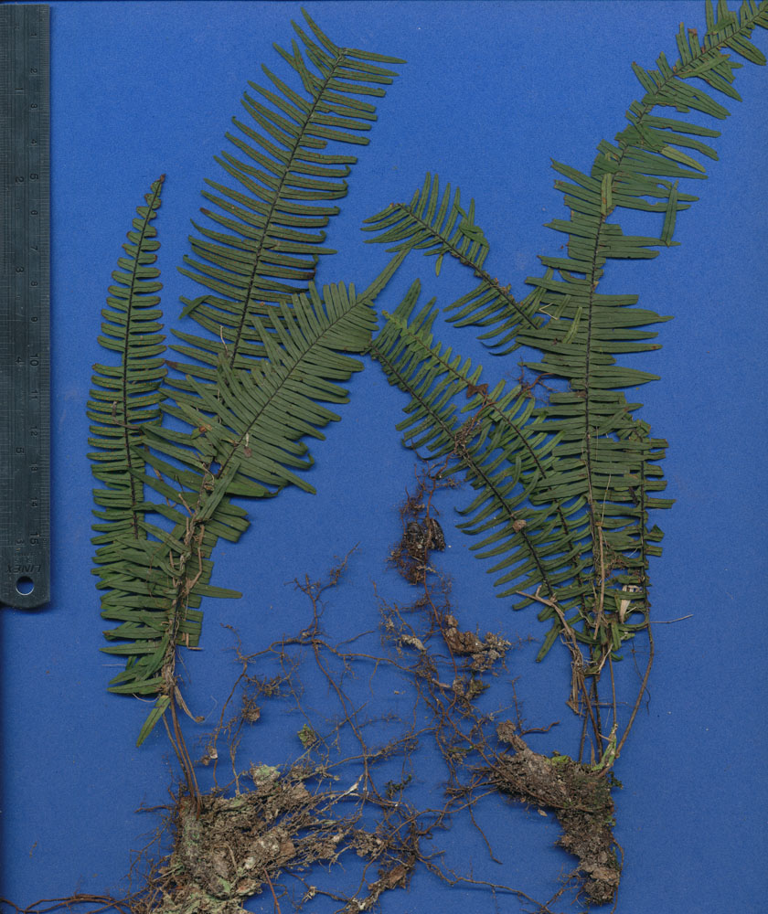 Polypodiaceae Pecluma alfredii