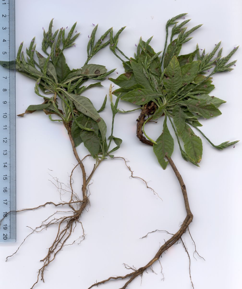 Acanthaceae Elytraria impricata