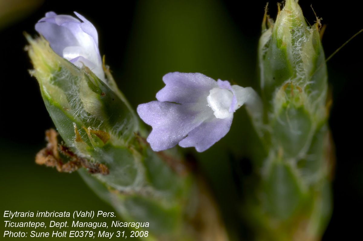 Acanthaceae Elytraria imbricata