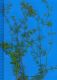 image of Cyclospermum leptophyllum