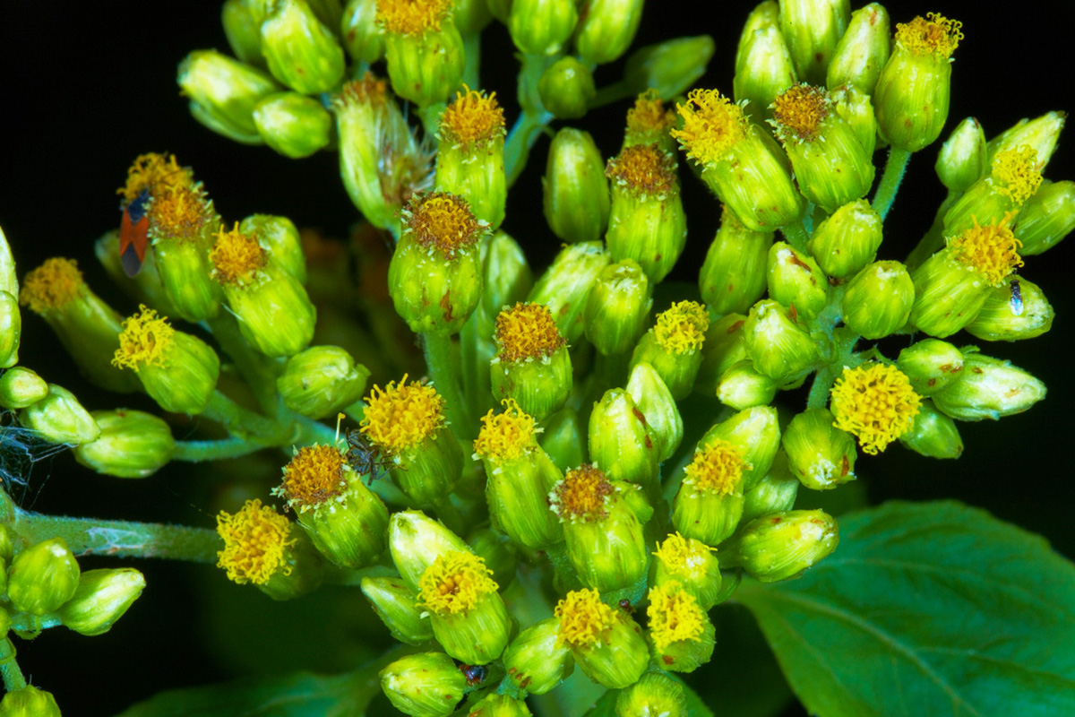 Asteraceae Schistocarpha eupatorioides