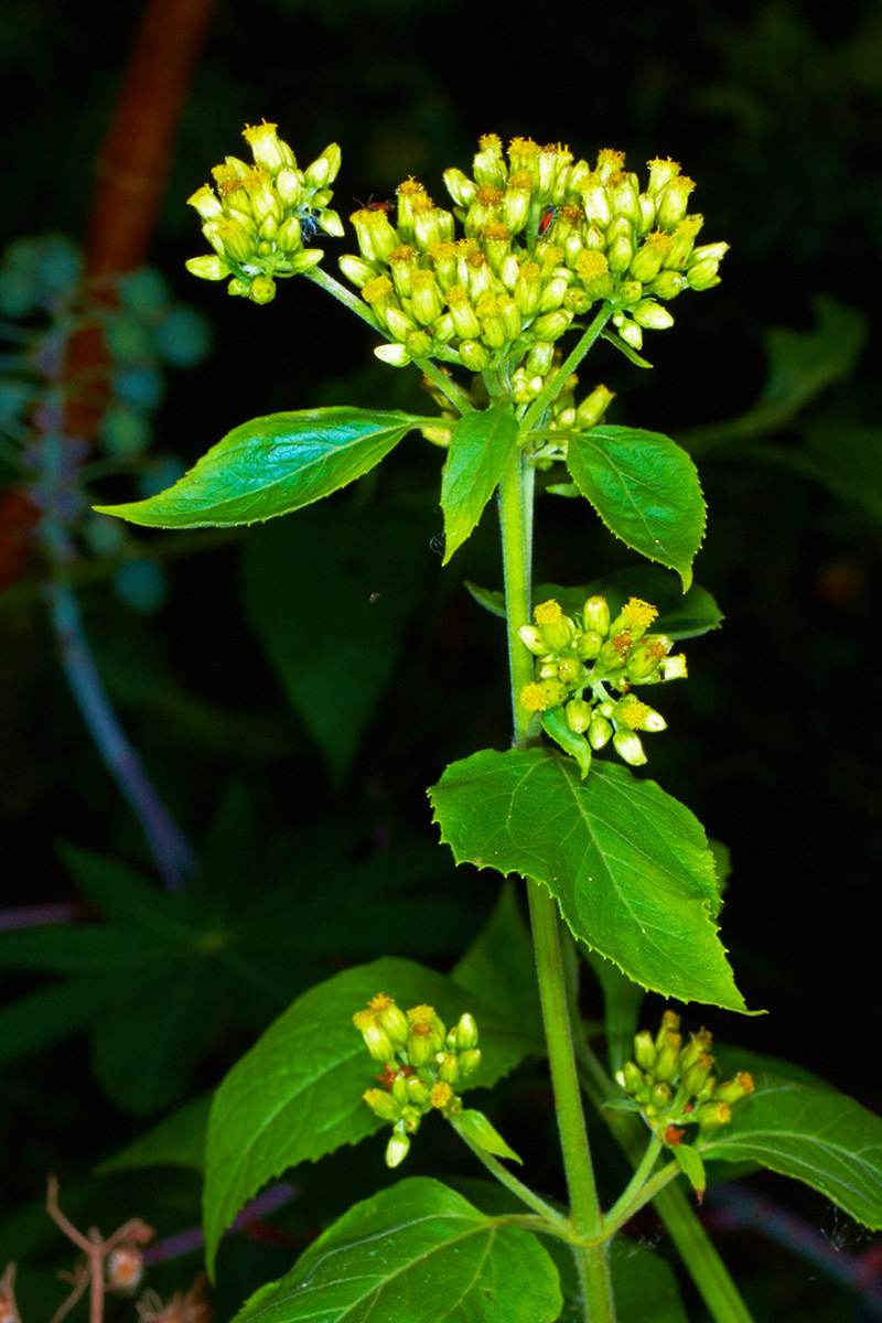 Asteraceae Schistocarpha eupatorioides