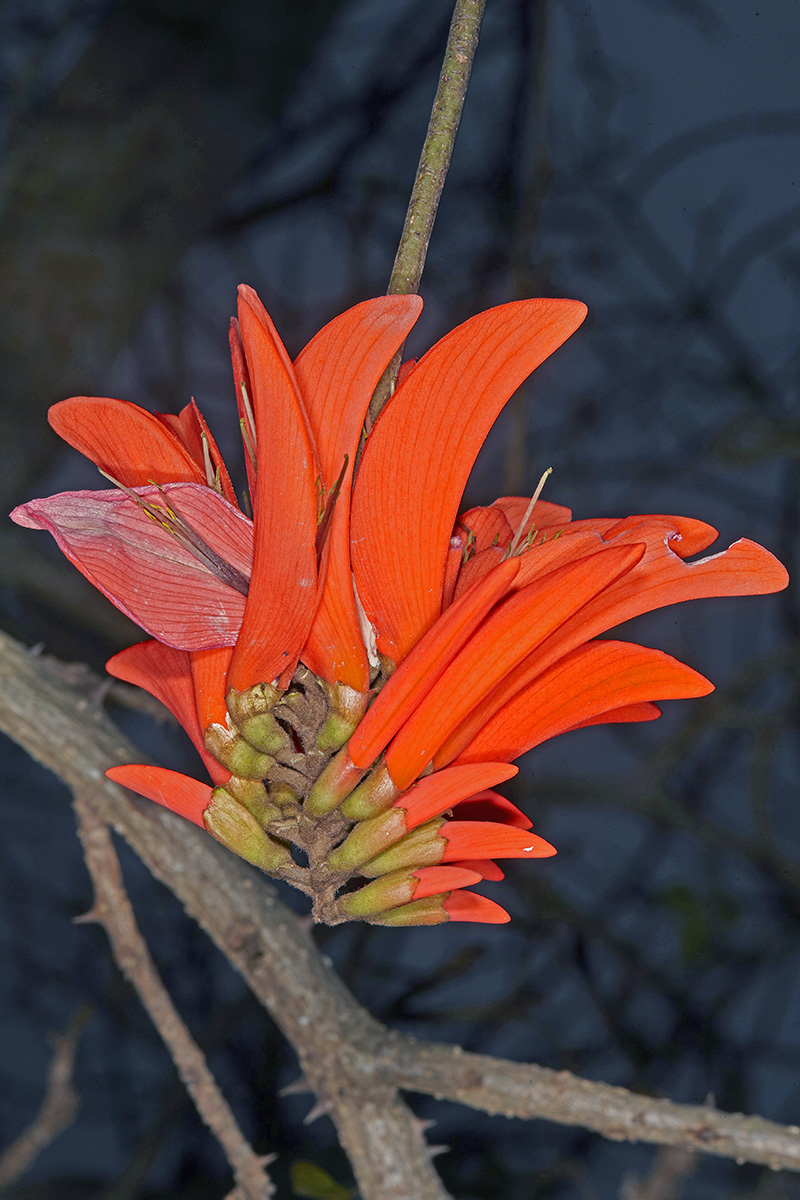 Fabaceae Erythrina lysistemon