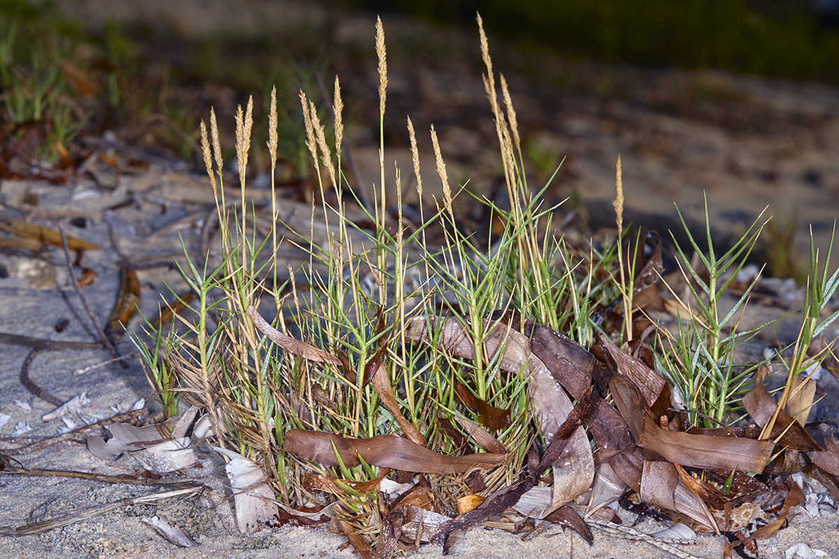 Poaceae Sporobolus virginicus
