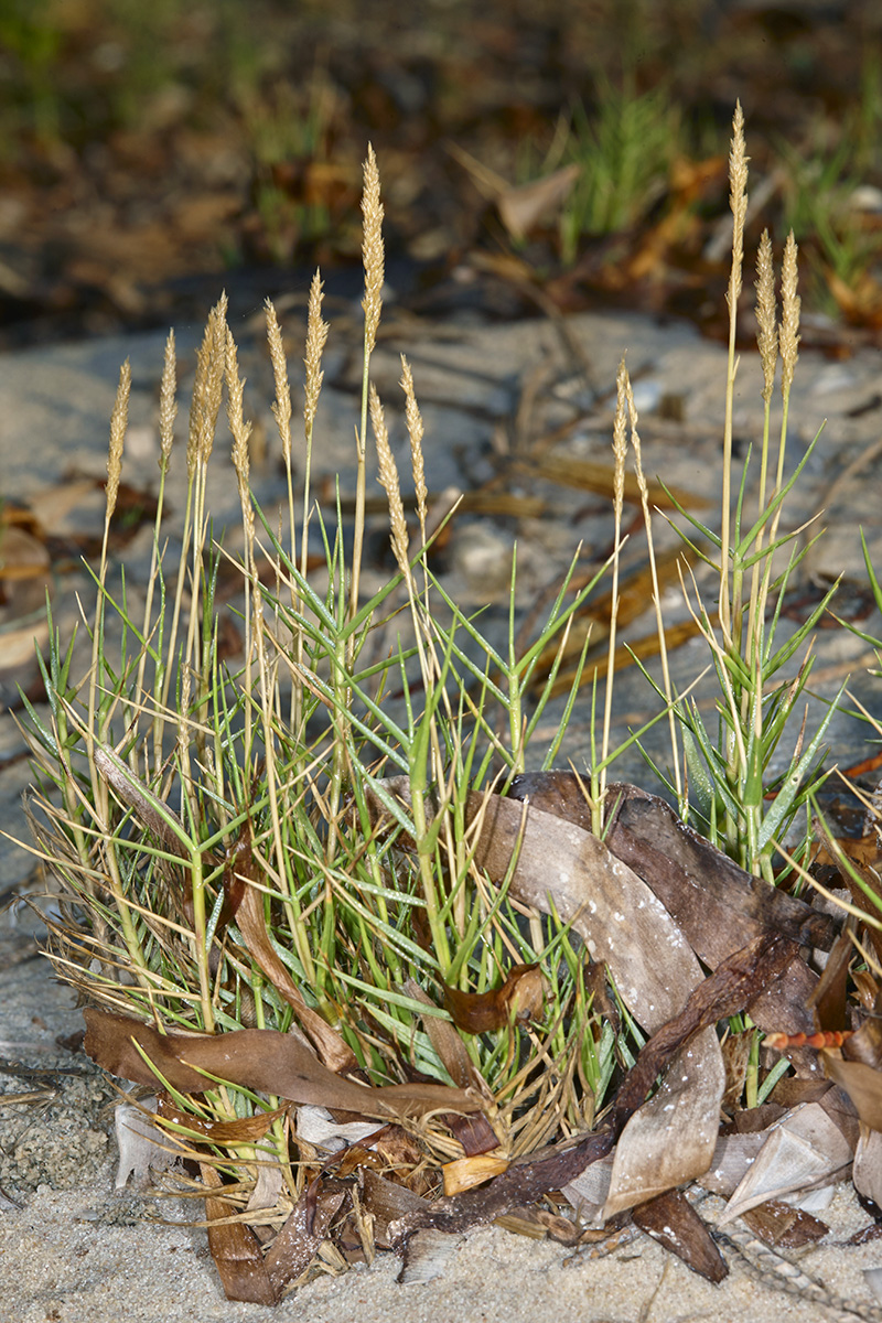 Poaceae Sporobolus virginicus