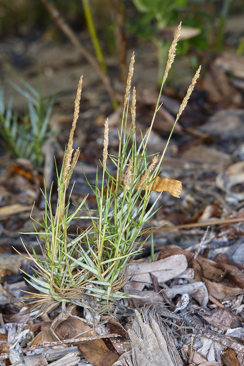 Poaceae Sporobolus virginicus
