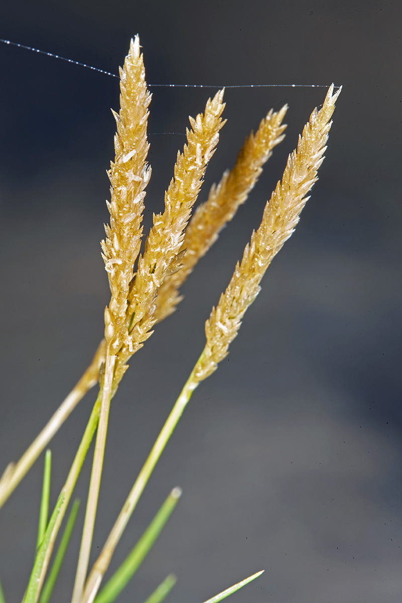 Poaceae Sporobolus virginicus