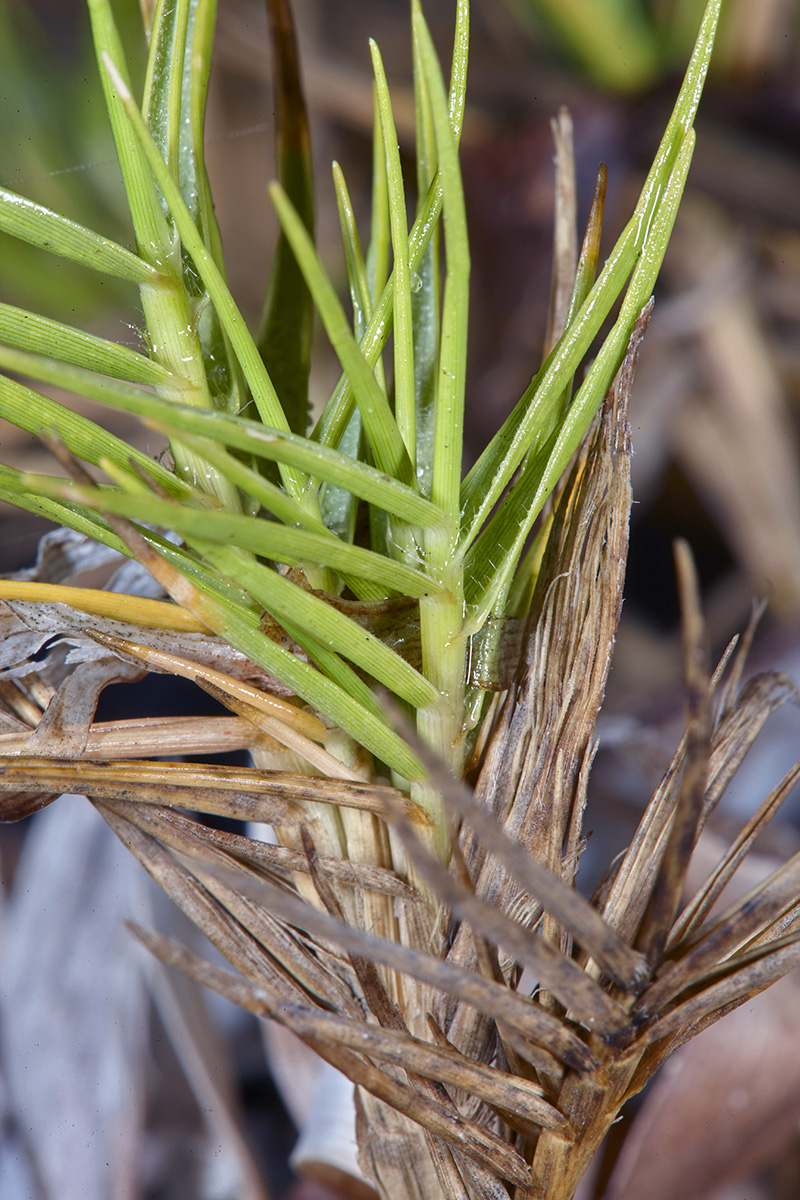 Poaceae Sporobolus virginicus