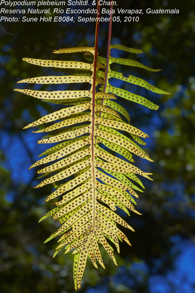 Polypodiaceae Pleopeltis plebeium