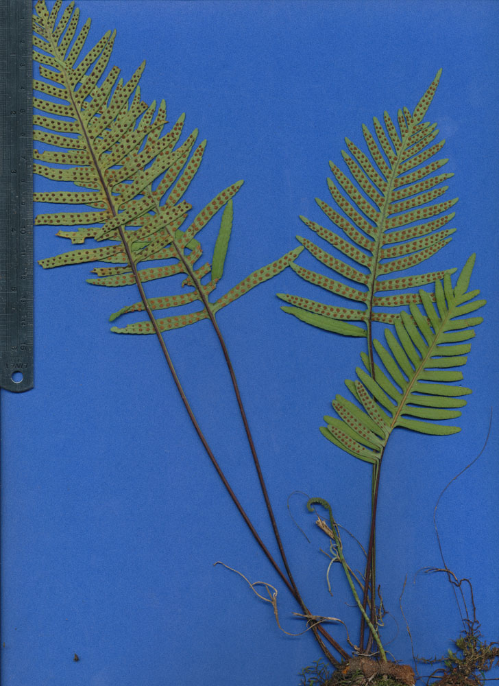 Polypodiaceae Pleopeltis plebeium