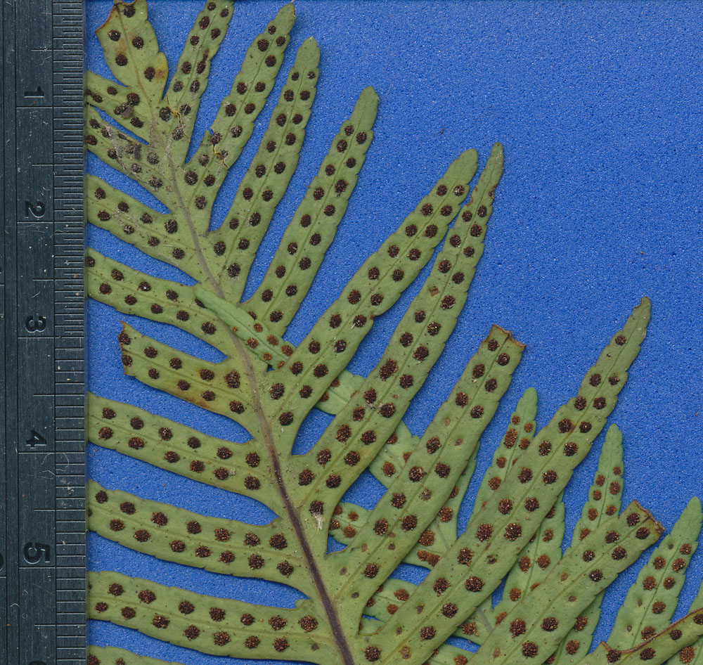 Polypodiaceae Pleopeltis plebeium