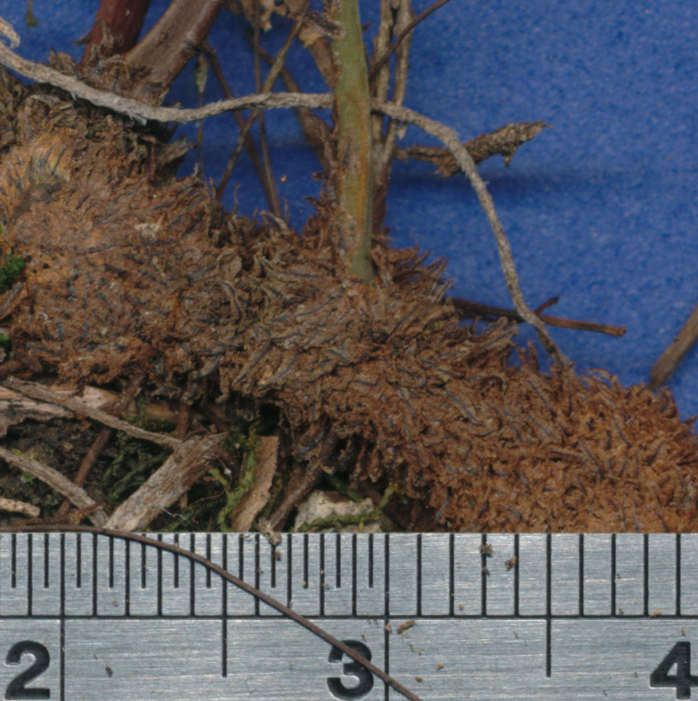Polypodiaceae Pleopeltis plebeium
