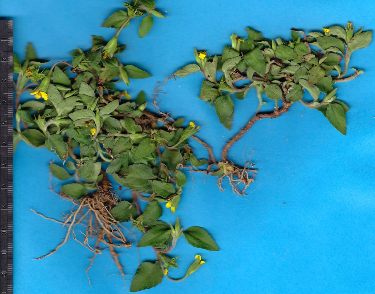 Asteraceae Calyptocarpus wendlandii