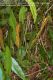 image of Elaphoglossum latifolium