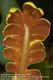 image of Elaphoglossum latifolium